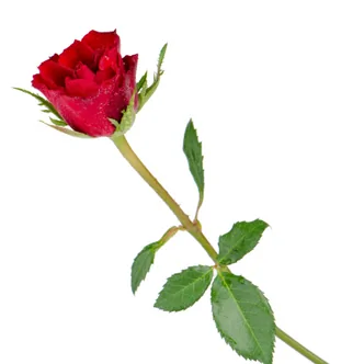 Rosa Sant Jordi + complements Para montarlas tu mism@!