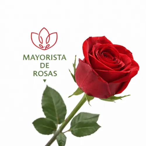 Rosa Freedom A1 + complementos Para montarlas tu mism@!